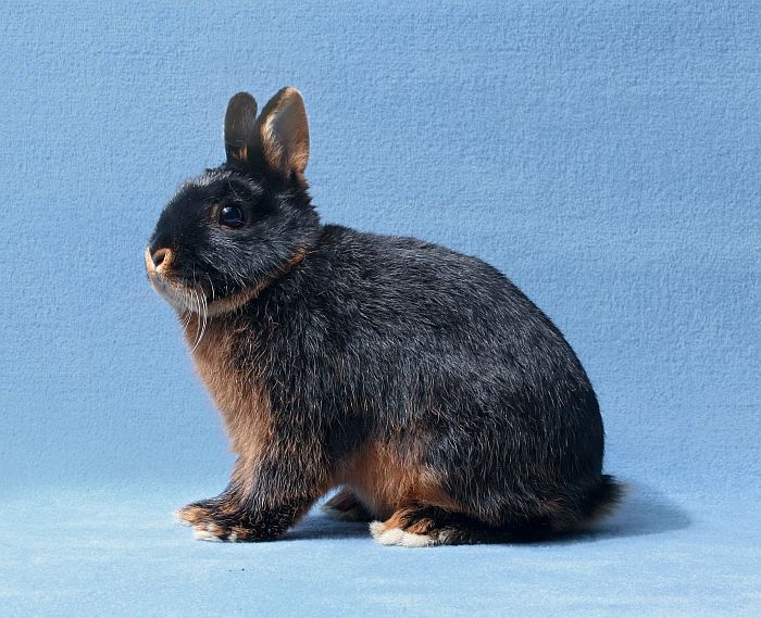 FbZw lohf schwarz 1,0 28. He-CVS Nalbach 2011, 97,5 Pkt. Sieger (Otmar Groß, Beselich).